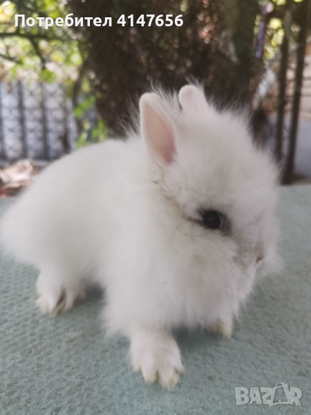 Декоративни мини зайчета, снимка 1