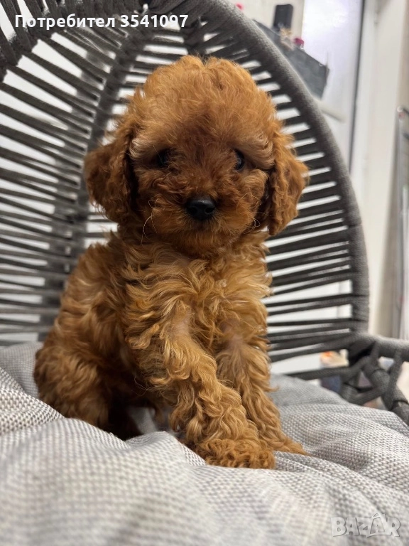 Той Пудел , снимка 1