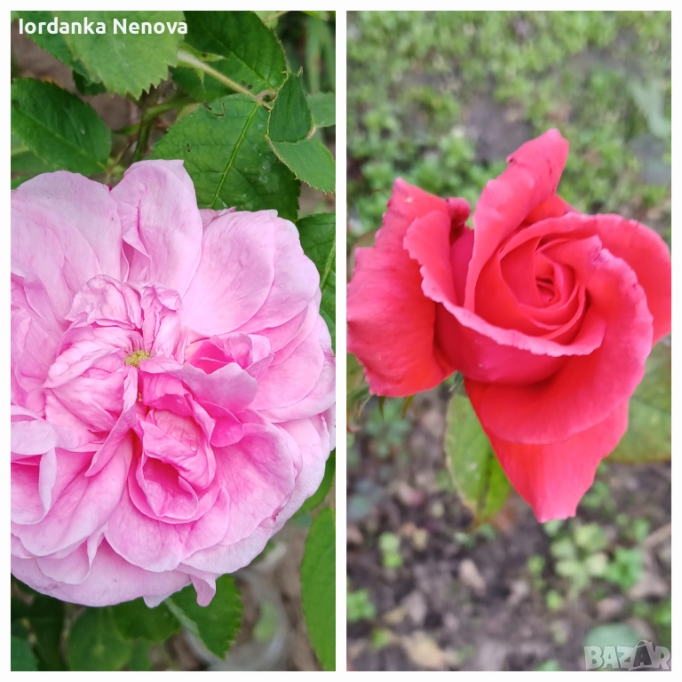 РОЗА , снимка 1