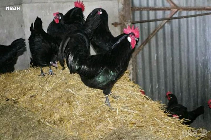 Оплодени яйца от Черно брезе, снимка 1