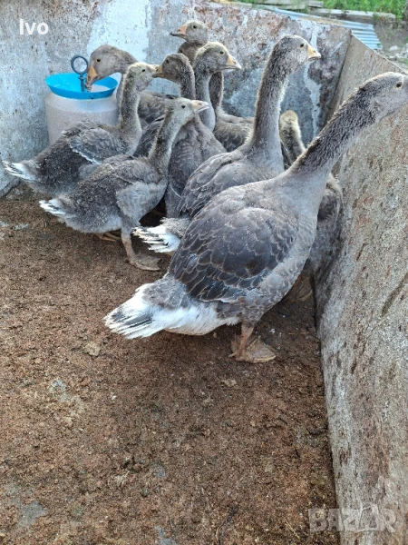 Свободни гъсета, снимка 1