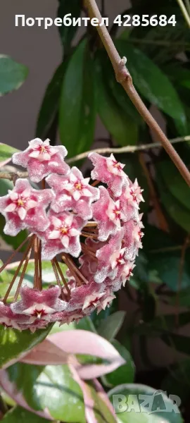 хоя пубикалукс /пепел от рози тъмна /, снимка 1