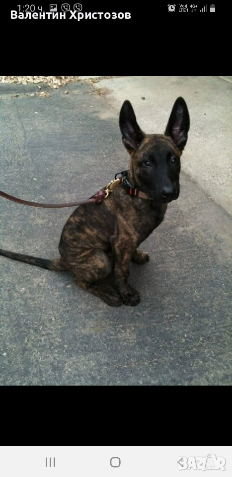 белгийска овчарка малиноа хердер , снимка 1