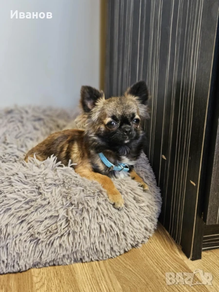 Чихуахуа мъжко , снимка 1