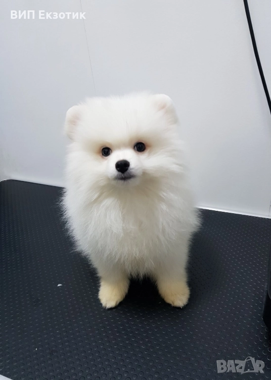 ПРОДАВА МИНИ ШПИЦ, снимка 1