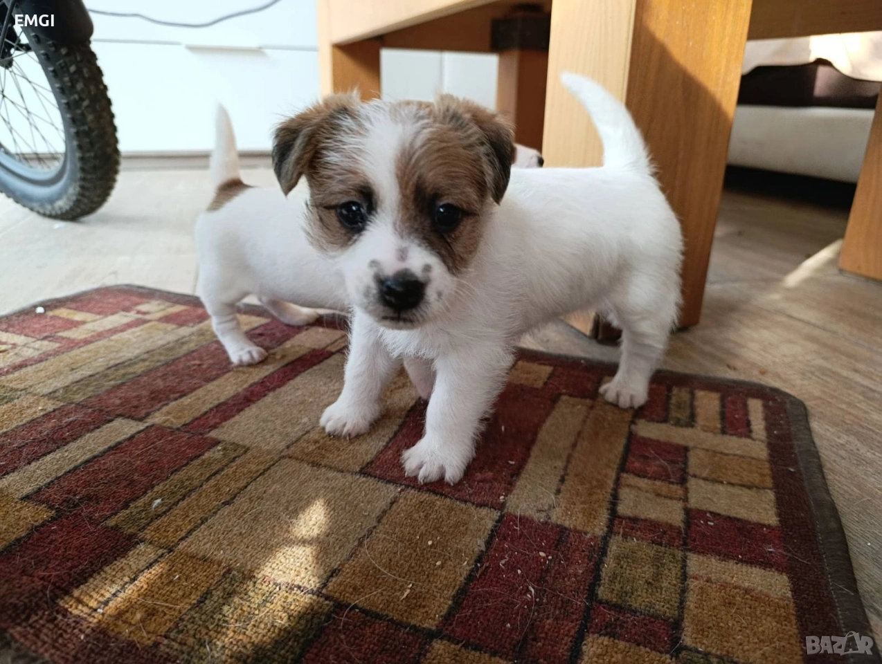 ДЖАК РЪСЕЛ ТЕРИЕР ТВЪРДОКОСМЕСТ РОДОСЛОВНИ РОДИТЕЛИ , снимка 1