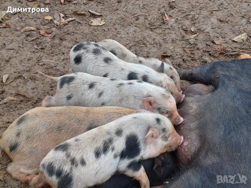 Виетнамски прасета, снимка 1