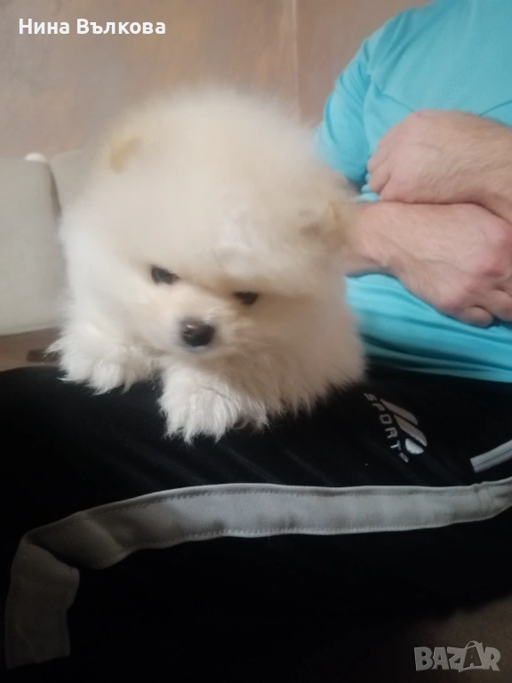 Мини пумеран , снимка 1