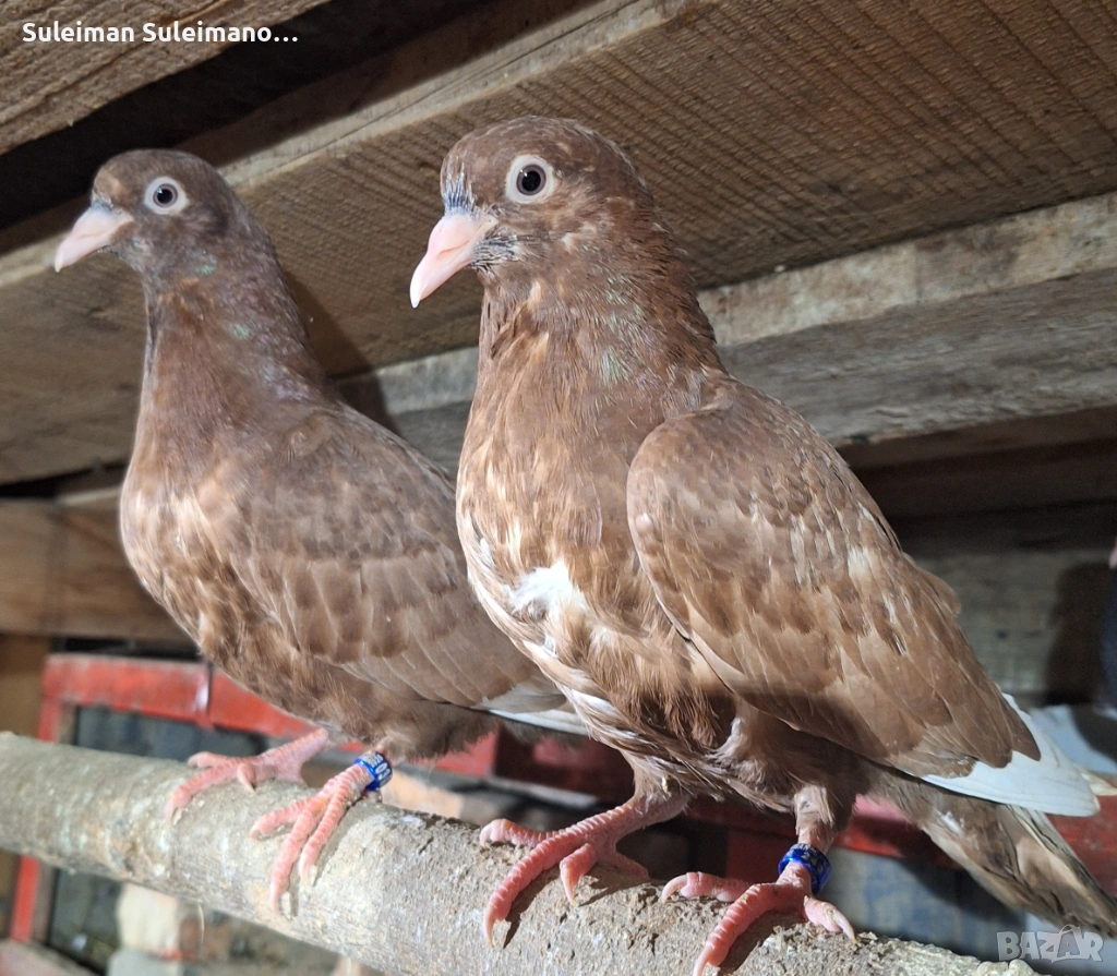 Въртеливи гълъби 15 евро, снимка 1