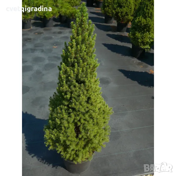 Picea glauca 'Conica', снимка 1