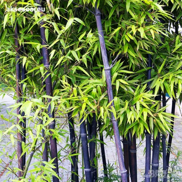 100 бр. нови висококачествени семена Студоустойчив черен бамбук от САЩ за Декорация дома грасдината, снимка 1