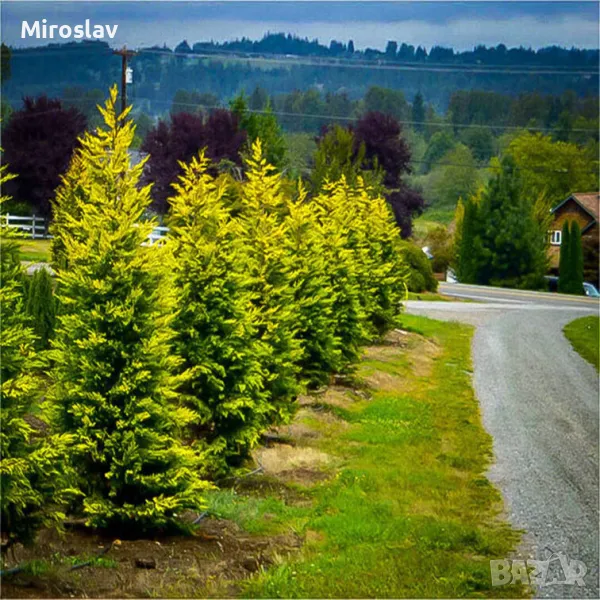 Кипарис Лейланди (Златен ездач), снимка 1