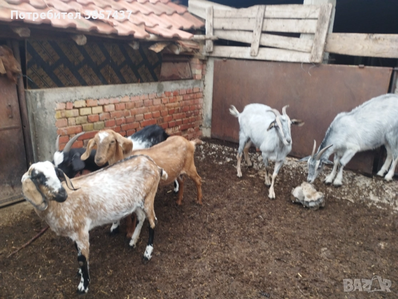 Продавам млади кози, снимка 1