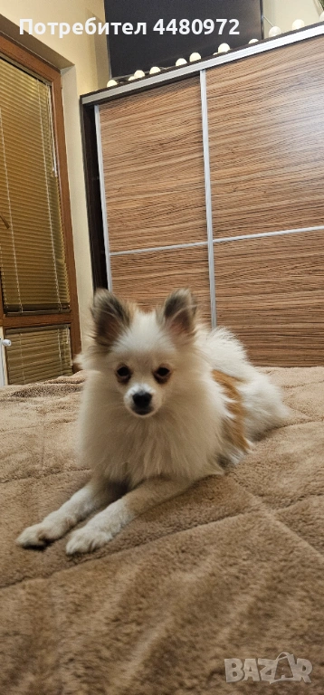 Шпиц/померан 6 месеца, снимка 1