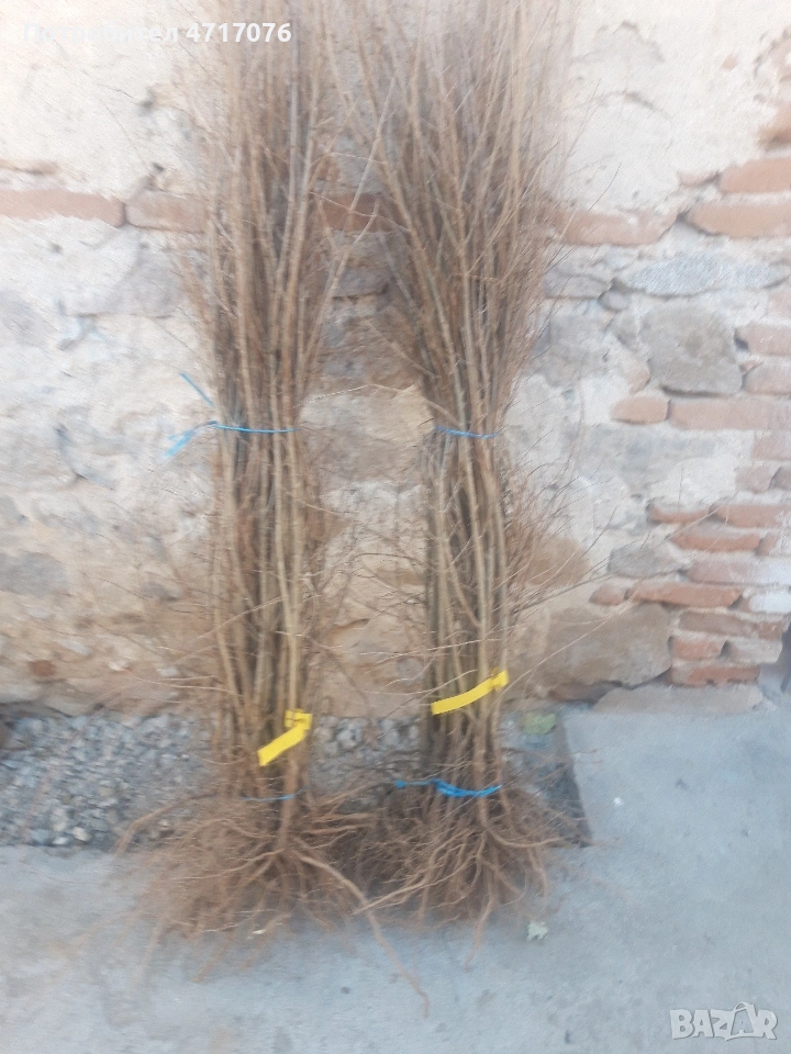 дръвчета нар сорт ундърфул , снимка 1