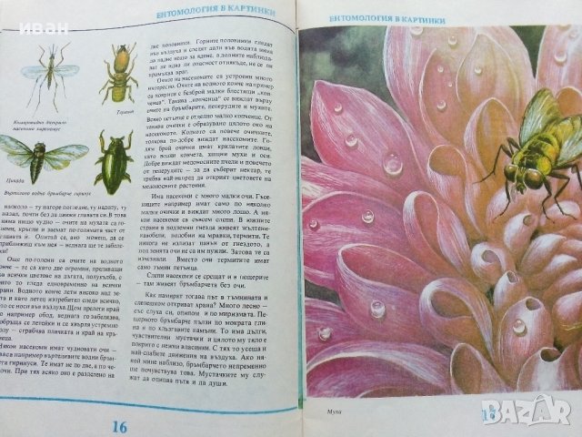Ентомология в картинки - В.Танасийчук - 1987г. , снимка 5 - Детски книжки - 38938271