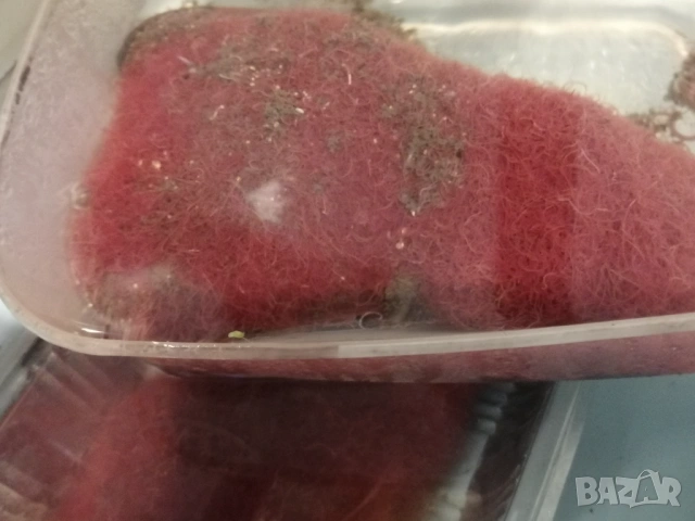 Продавам жива храна за рибки Тубифекс , снимка 2 - Рибки - 53486642