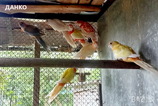 ПЕНАНТОВИ И ПЪСТРИ РОЗЕЛИ–МУТАЦИИ/тазигодишни/, снимка 7 - Папагали - 50988054