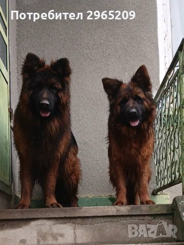 Елитни немски овчарки, снимка 6 - Немска овчарка - 53742345