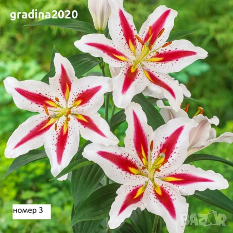 Лилиум в саксия Силно ароматен !, снимка 3 - Разсади - 50549559