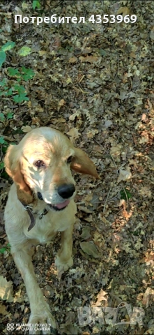 Куче за Трюфели. 