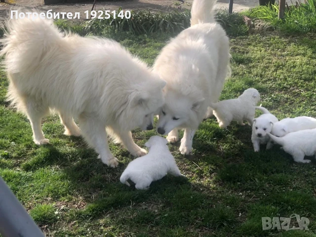 Продавам Самоед, снимка 1