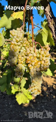 Грозде - винени сортове, снимка 2 - Домашни продукти - 55779965