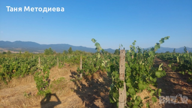 Лозе Червен Карловски Мискет – 2×7.174 дка, плододаващо, 21 реда × 200 м, до кв. Анево – Сопот, снимка 6 - Земеделска земя - 52501810