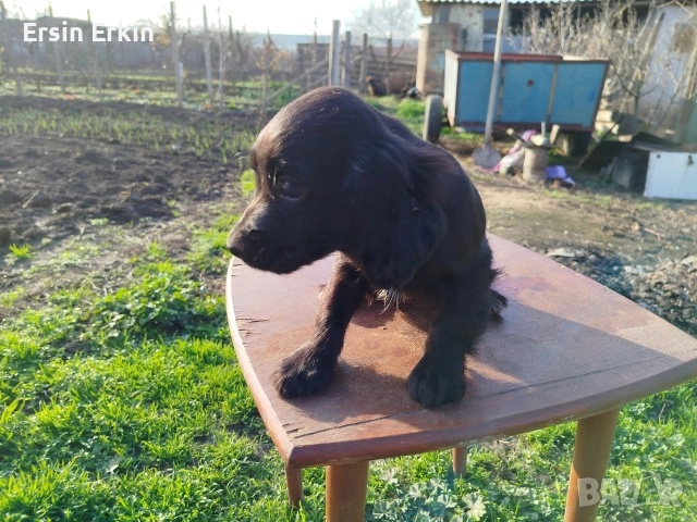 кокер шпаньол , снимка 9 - Кокер шпаньол - 52793522