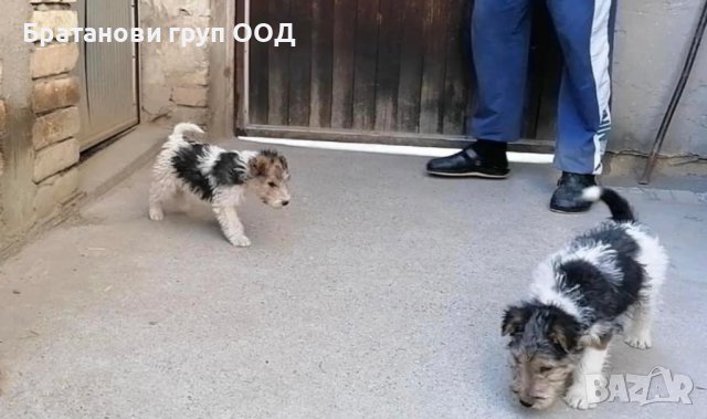 Фокс териер, снимка 4 - Други - 31490996