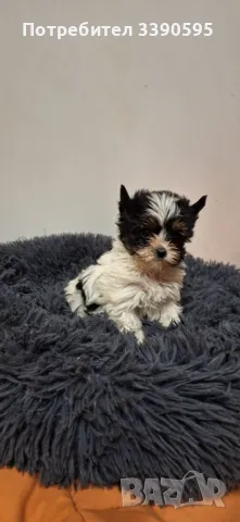 Бивър Йоркширски Териер , снимка 2 - Йоркширски териер - 49868202