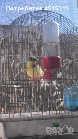 Male Canary Gloster, снимка 4 - Канари - 52115676