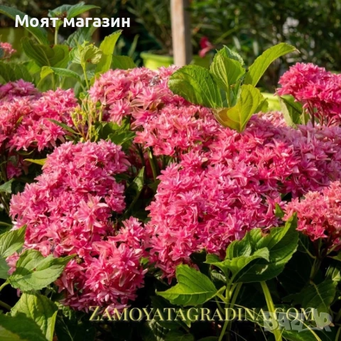 Хортензия - Принцеса Даяна