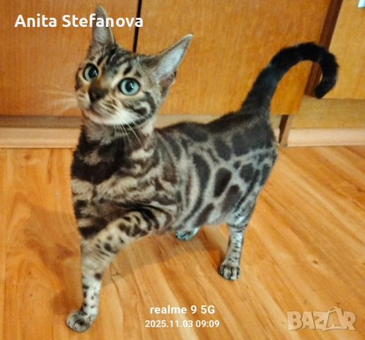 Бенгалска котка, снимка 12 - Бенгалски - 50322283