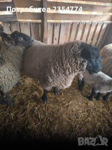 коч, снимка 4 - Овце - 53686364