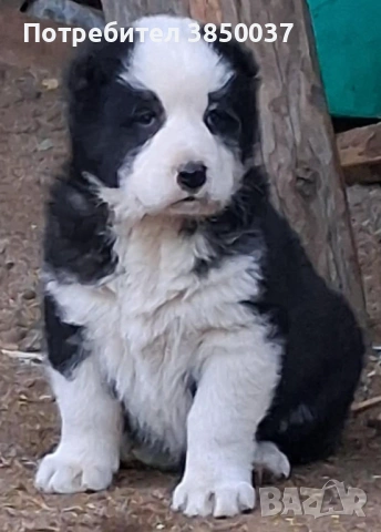 Алабай , снимка 4 - Алабай - 53373524