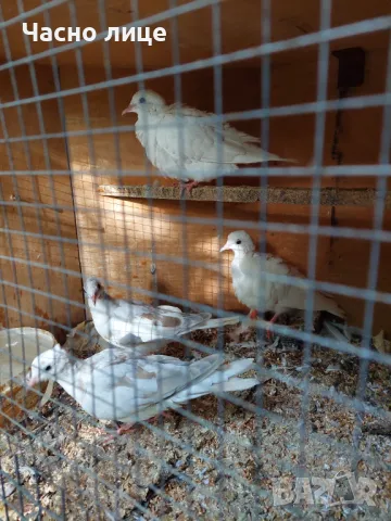 Качулати гугутки , снимка 7 - Гълъби - 47582908