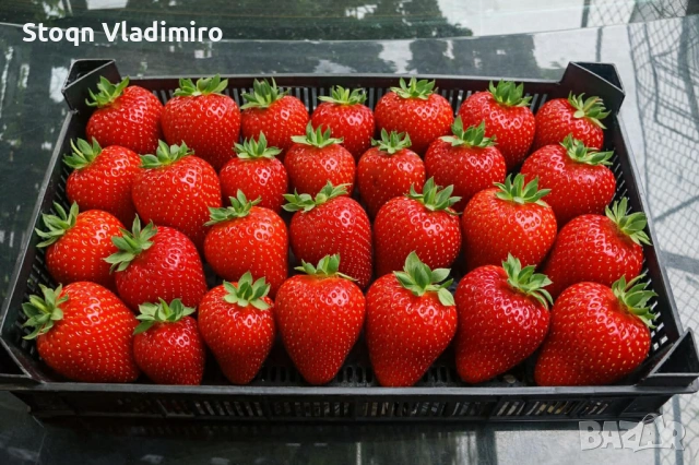 🍓 Качествен разсад – Малини и Ягоди 🍓 Предлагам висококачествен разсад (корени) от малини и ягоди,, снимка 5 - Разсади - 53595979