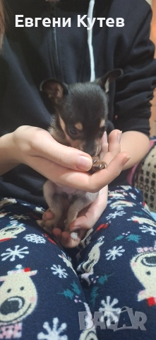 Пинчерчета , снимка 8 - Пинчер - 52897697