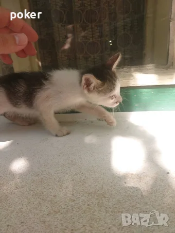 Подарявам котенца , снимка 5 - Други - 56175542