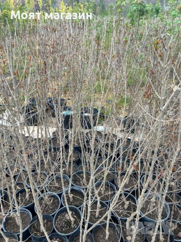 Нар фиданки, снимка 5 - Градински цветя и растения - 53641244