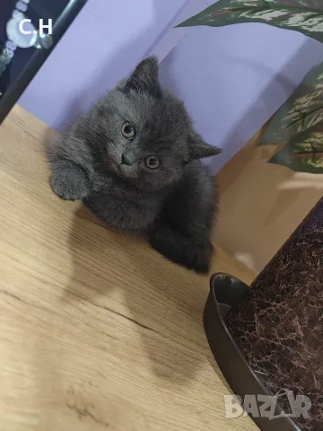 Британски котенца