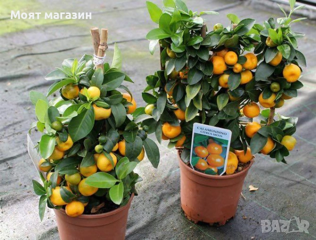Цитрусови растения – Лимон , Портокал , Мандарина, Грейфрут ,Кумкуат , Лайм , Див лимон и Каламондин, снимка 3 - Градински цветя и растения - 53632778