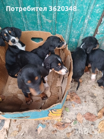 Ловни кучета, снимка 4 - Гонче - 52228019