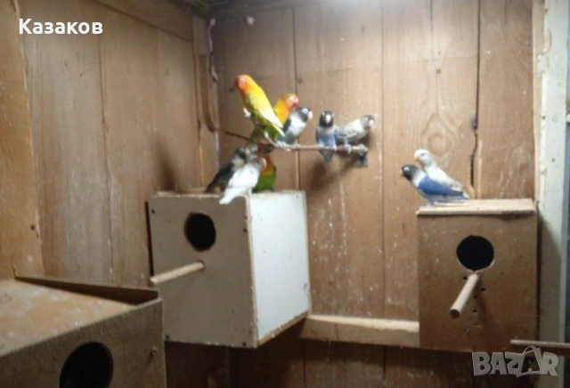 Продавам неразделки/маскови и фишер/., снимка 2 - Папагали - 53708005