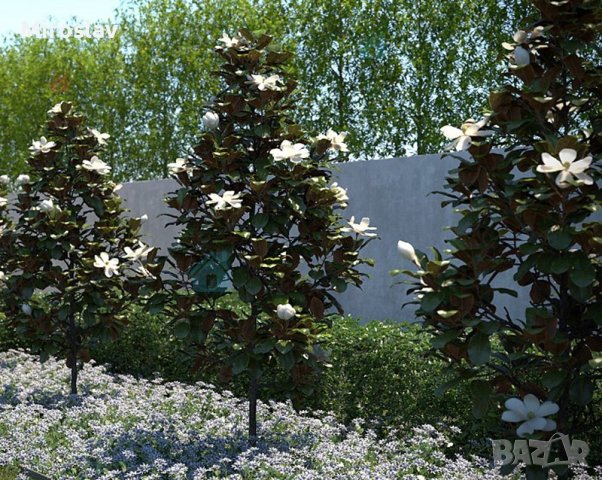 Магнолия Грандифлора (Вечнозелена), снимка 7 - Градински цветя и растения - 41378647