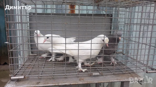 Мардини турски млади , снимка 4 - Гълъби - 56327348