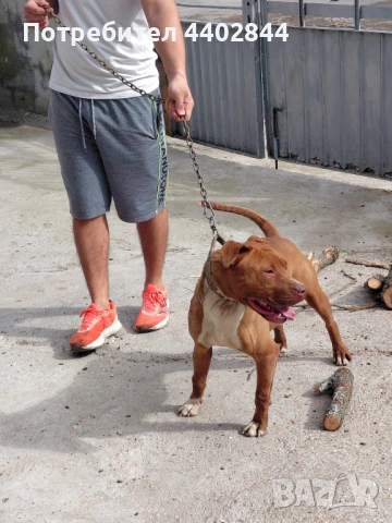 Продава се питбул , снимка 3 - Питбул - 53598731