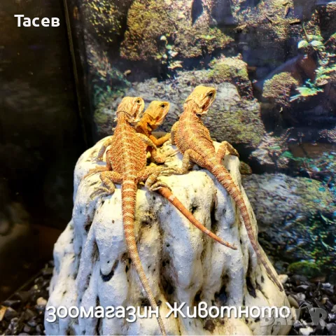 Брадати агами