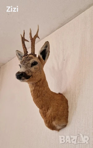 Препариран сръндак, снимка 3 - Декорация за дома - 50812831